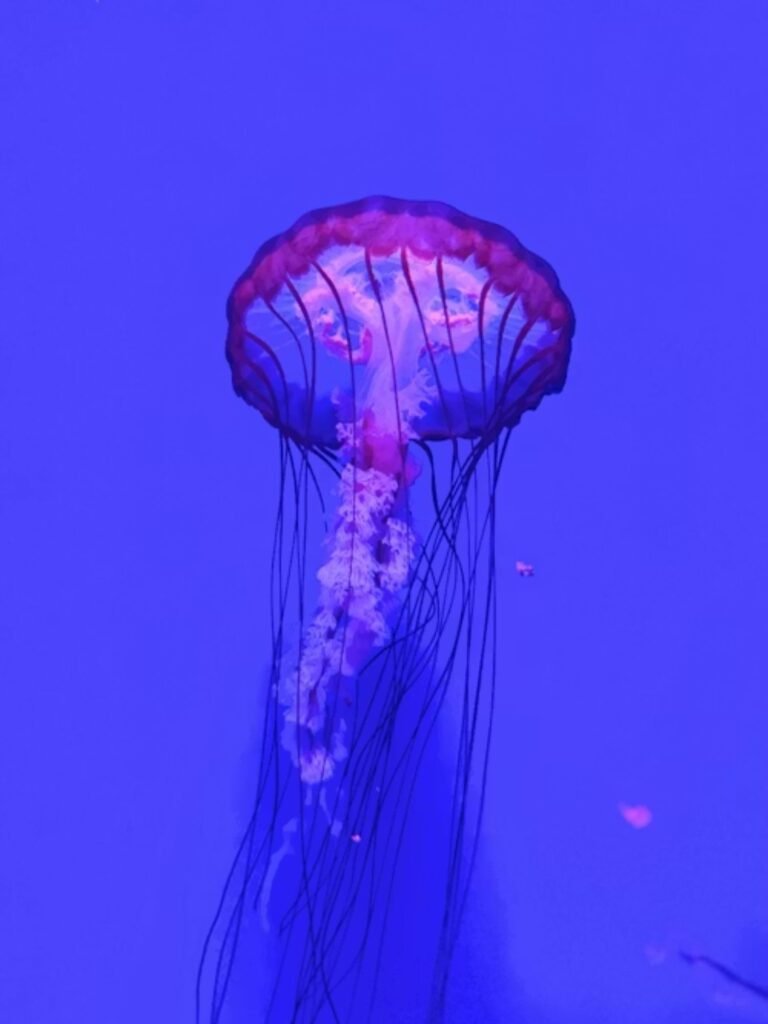 Jellyfish Valentine & Love Puns