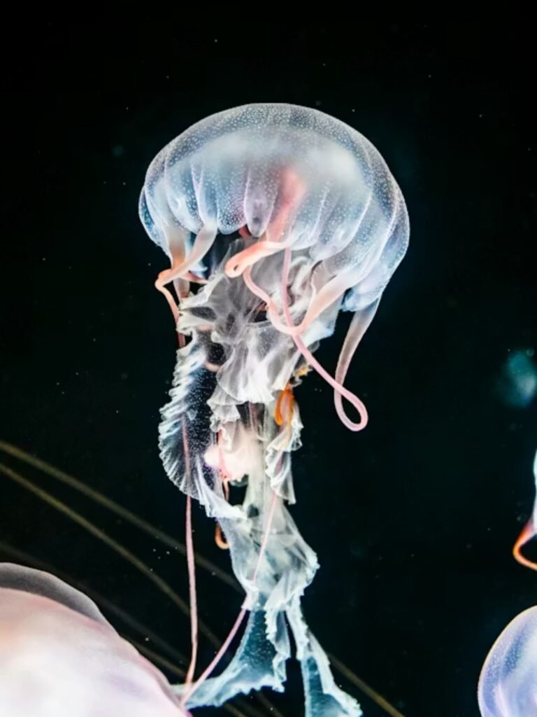 Jellyfish in Pop Culture: Funny Word day