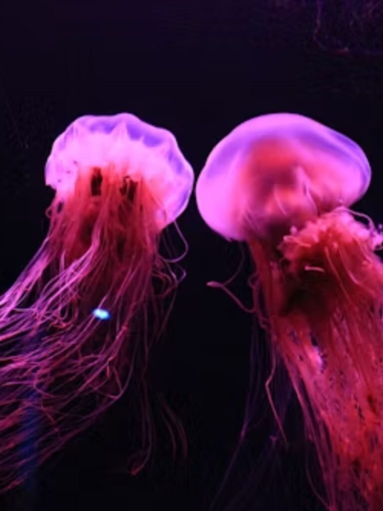 Motivational Jellyfish Puns