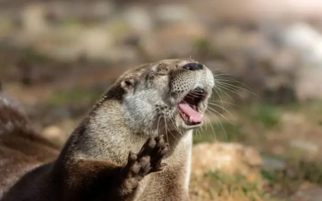 Cute funny otter illustration with happy expression