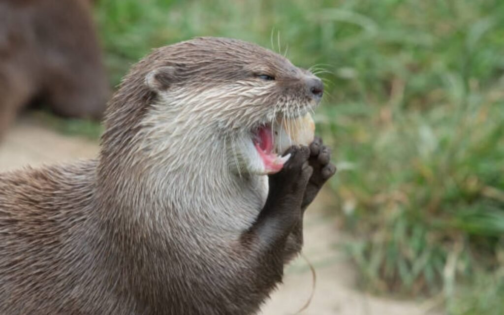 Otter Puns for Valentine's Day