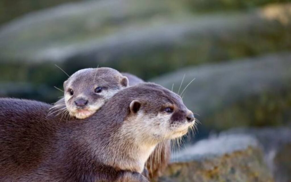 otter Romantic puns